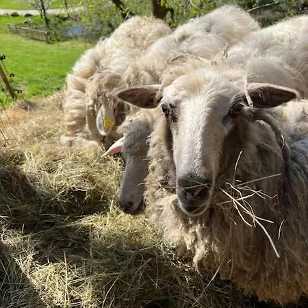Ferienwohnung Auszeit Am Kreisbach Triberg im Schwarzwald Exterior foto